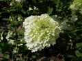 Exquisite white hydrangea flowers hydrangea arborescens ÃÂ¢Ã¢âÂ¬ÃâannabelleÃÂ¢Ã¢âÂ¬ÃÂ white hydrangea flowers in the garden on a Sunny